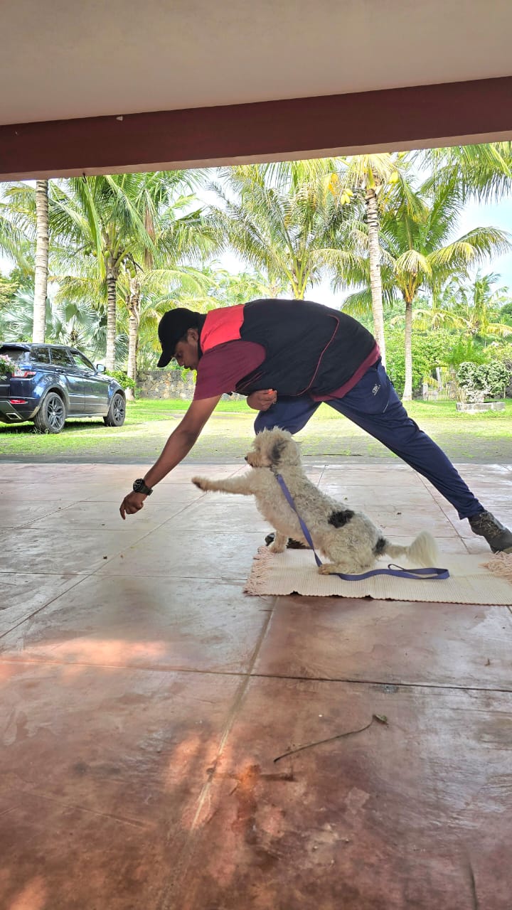 Dog training session in Mauritius