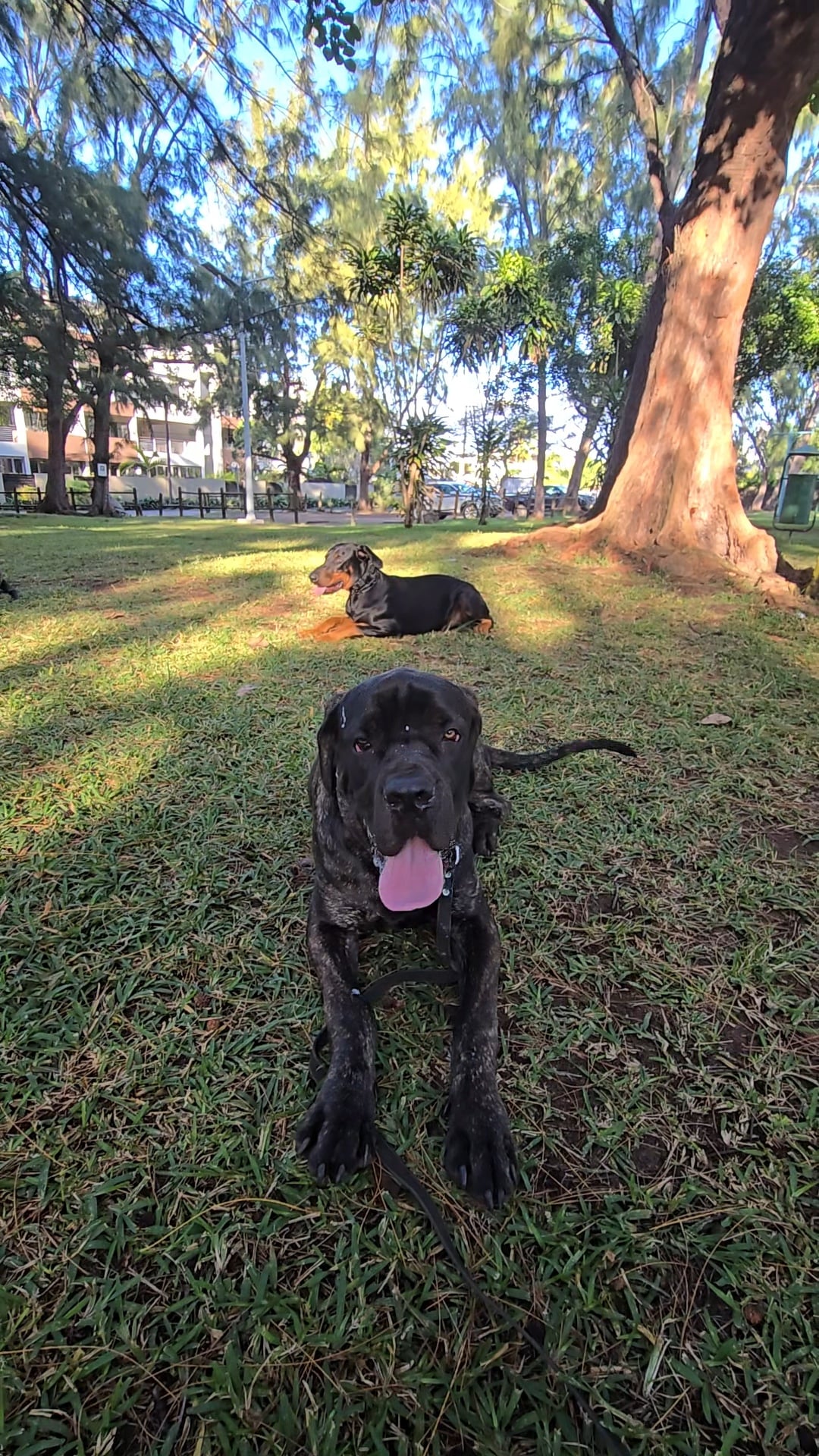 Well-trained dogs in the park